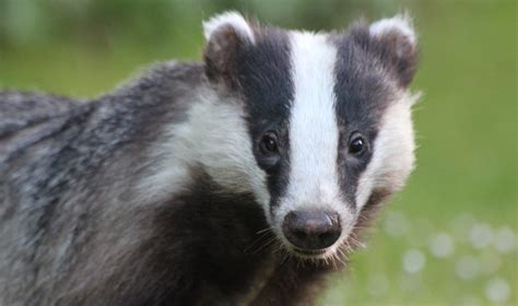 Badgers at Bern: Tackling The UK Badger Cull | Born Free