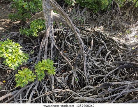 Mangrove Roots Adaptations Wild Stock Photo 1359900362 | Shutterstock