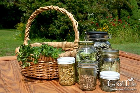 How to Harvest and Dry Herbs for Storage