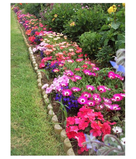 ICE Plant Flower Seeds for Farm and Apartment Gardens (Pack of 100 Seeds): Buy ICE Plant Flower ...