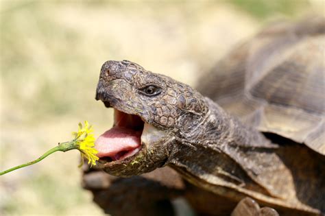 What Foods Do Reptiles Eat?