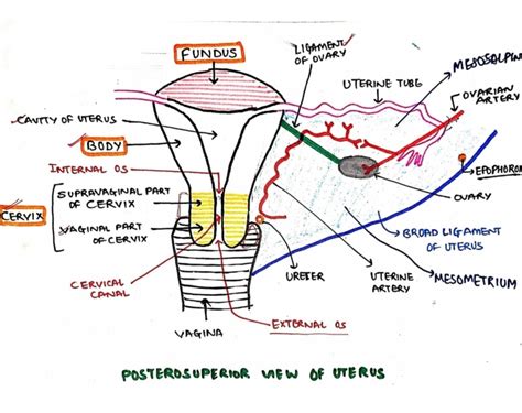 Parts Of Uterus Anatomy