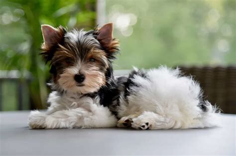 Biewer Terrier Haircuts: Top 4 Fashionable Hairstyles