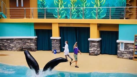 Seaworld Orlando Shows - orlandoplanningguide