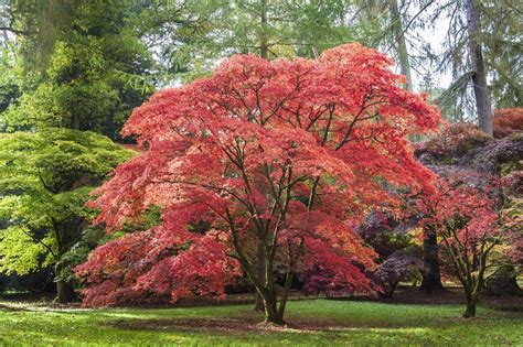 Growing Japanese Maples In Zone 9 - Suitable Japanese Maples For Zone 9 ...