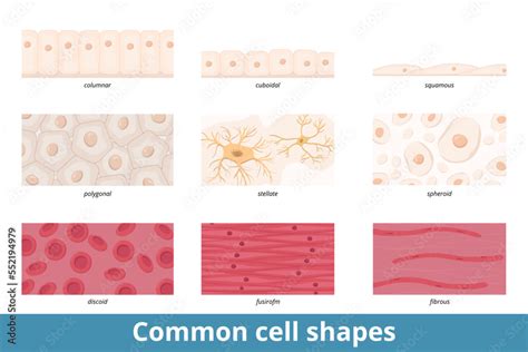 Common cell shapes. Squamous, cuboidal, columnar, polygonal, stellate, spheroid, discoid ...