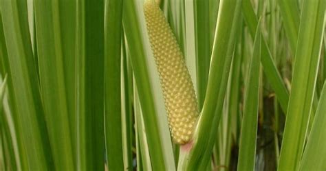 Calamus (Root), Acorus calamus - Top Quality Herbs & Tinctures