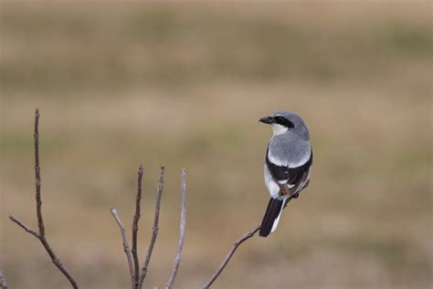 Meet the loggerhead shrike, the rare butcher bird of FMR-restored prairies | Friends of the ...