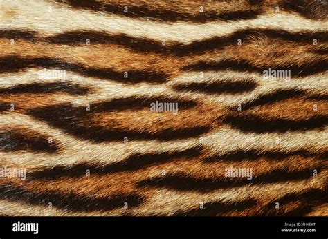 tiger fur closeup Stock Photo - Alamy