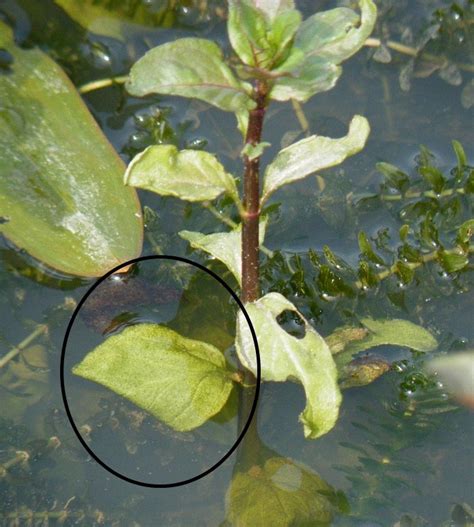 Fylde Amphibian & Reptile Group: Great Crested Newt eggs found