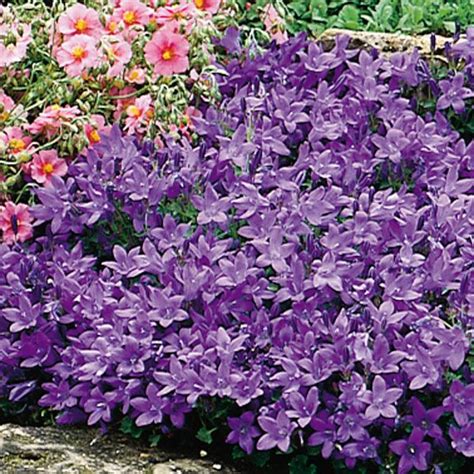 Perennial Plants Zone 8 - Jamal Garden Plant