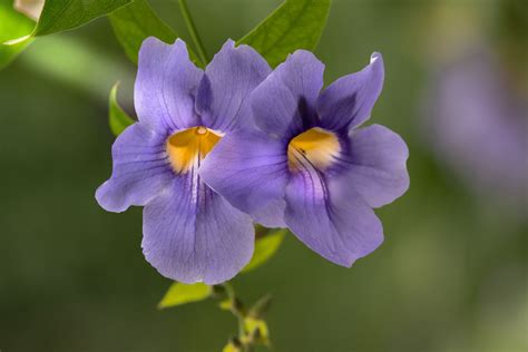 Thunbergia Grandiflora - ... | Flowers, Plants, Rose