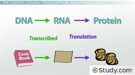 Central Dogma of Protein Synthesis | Diagram & Processes - Video ...