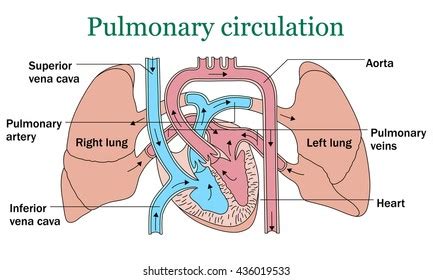 3,845 Pulmonary circulation Images, Stock Photos & Vectors | Shutterstock