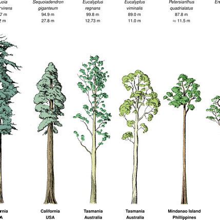 The height, girth, and locations of some of the world’s tallest tree ...