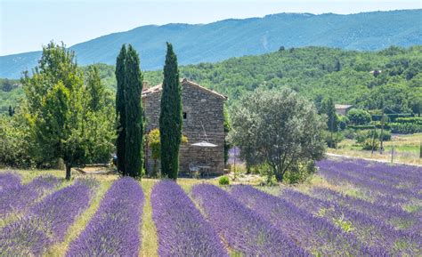 Visiting the Luberon Lavender Fields of Provence, France