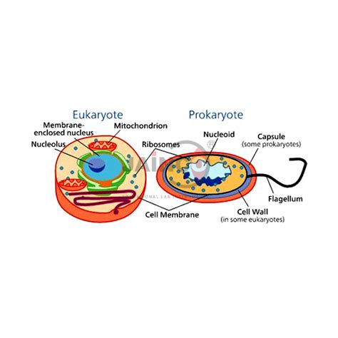 Life Cycle of Balantidium Coli Model