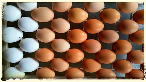 About Farm-Fresh Pastured Eggs | Recipes from Nash's Organic Produce