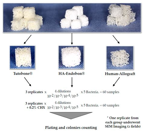 Materials | Free Full-Text | High Potential of Bacterial Adhesion on Block Bone Graft Materials