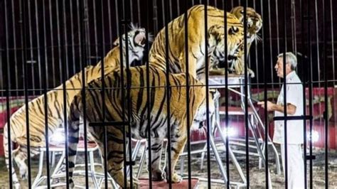 Italy: Famous Circus Trainer Is Mauled To Death By His Own 4 Tigers ...