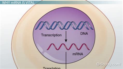 The Role of mRNA in Protein Synthesis | Function & Purpose - Lesson ...