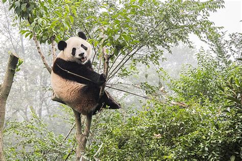 The Population Of Giant Pandas - Important Facts And Figures - WorldAtlas