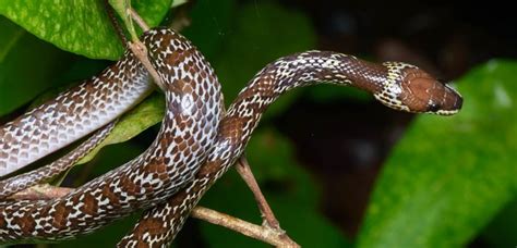 A slew of invasive species threaten Australia's lizards and snakes ...