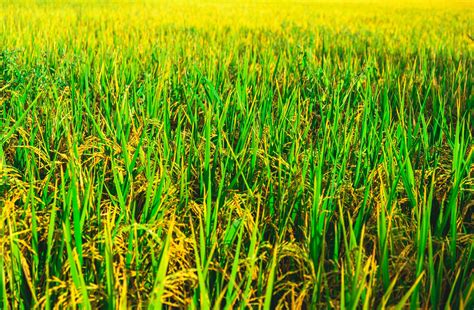 Fresh green rice field background. Lush green paddy in rice field ...