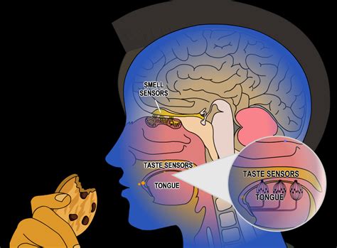 The Secret Science of Smell - American Chemical Society