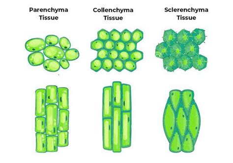 Permanent Tissues | Class 9 Biology - GeeksforGeeks