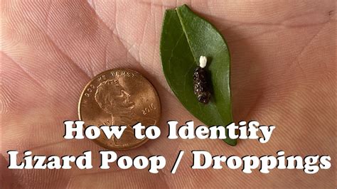 What Does Lizard Poop Look Like - AnimalsPick