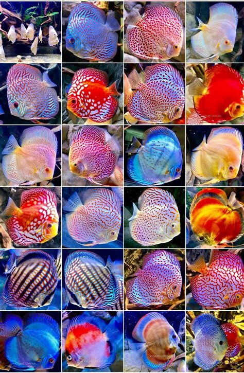 Pin by Jorkli on IGOR'S DISCUS | Discus fish, Tropical freshwater fish, Tropical fish tanks