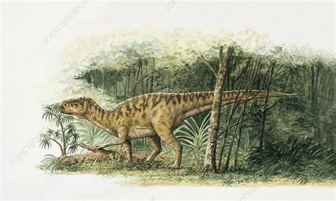 Rhabdodon dinosaur, illustration - Stock Image - C029/4286 - Science Photo Library