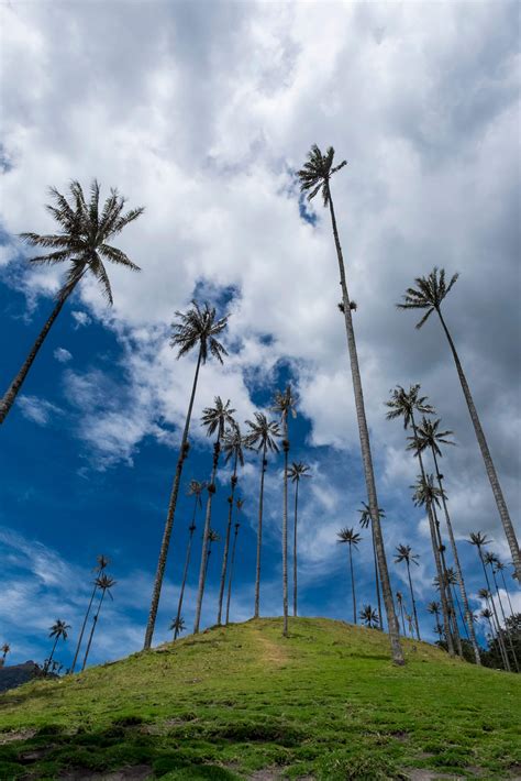 Valle del Cocora: las palmas de cera más altas del mundo - TrotandoMundos