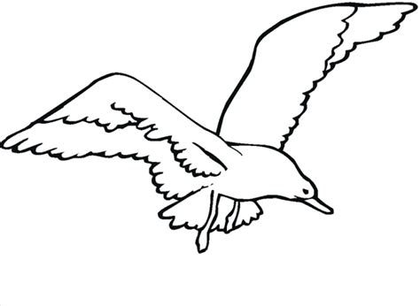 Seagull Coloring Page at GetColorings.com | Free printable colorings pages to print and color