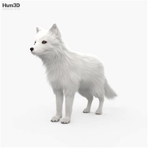 Arctic Fox Rigged 3D model - Download Mammals on 3DModels.org