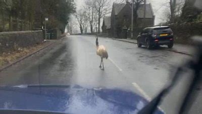 Escaped emu joins traffic on main road while on the run - BBC News