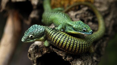 Download Reptile Animal Lizard 4k Ultra HD Wallpaper