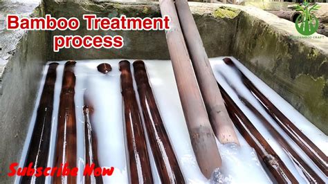 Bamboo treatment process with camical. - YouTube