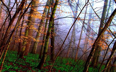 Download Fog Tree Fall Nature Forest HD Wallpaper