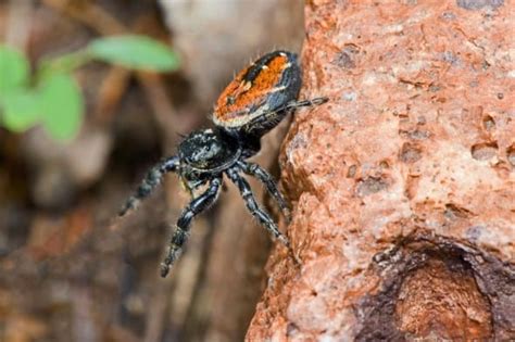 Apache Jumping Spider | Focusing on Wildlife