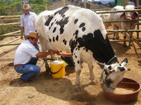 Brechas entre productores y comerciantes de leche