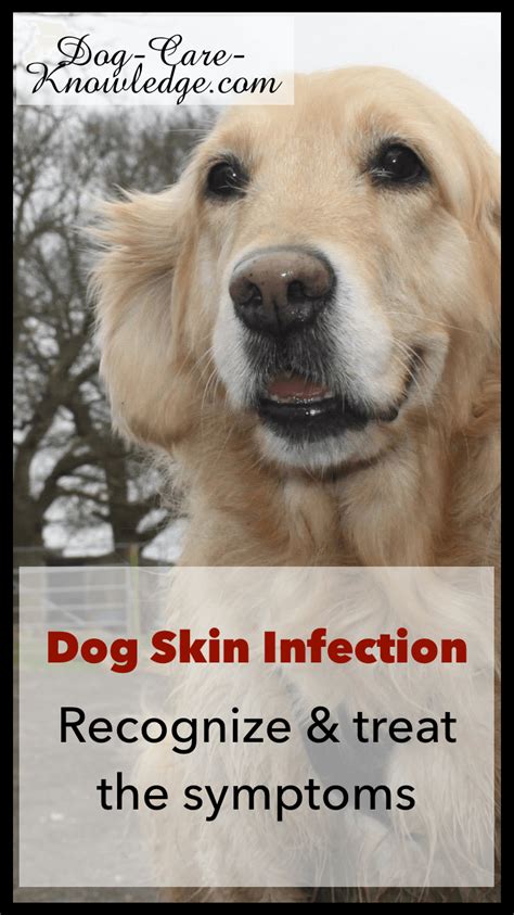 Dog Skin Infection Pictures - the meta pictures