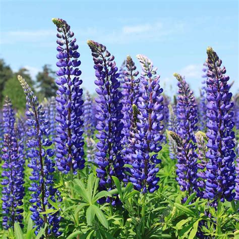 Lupine Seed - Lupinus Perennis Wild Blue Lupine Wild Flower Seeds