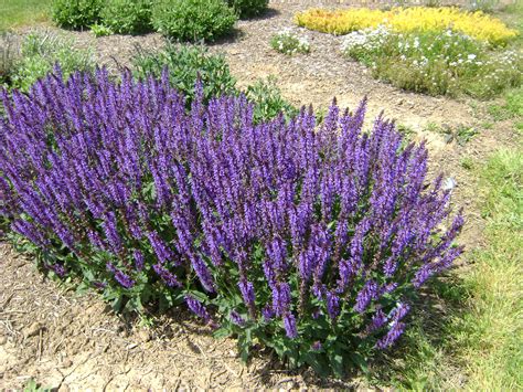 Salvia nemorosa Pictures - National Garden Bureau | #yearofthesalvianemorosa