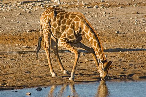 Giraffe Drinking Water Stock Photos, Pictures & Royalty-Free Images - iStock