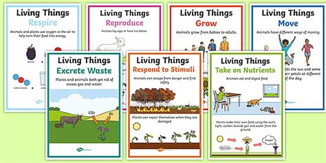 Characteristics of Living Things A4 Poster Set - Twinkl