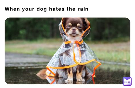 When your dog hates the rain | @zack-dobbins | Memes