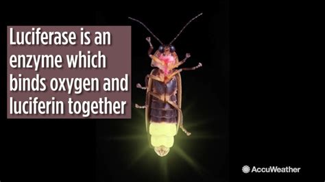 The reason why lighting bugs light up may surprise you - ABC11 Raleigh-Durham