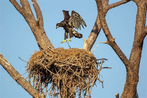 Images of Juvenile and Immature Bald Eagles